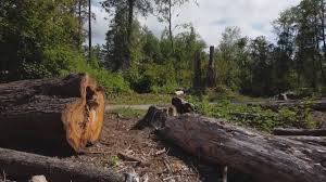 Best Hazardous Tree Removal  in North Springfield, VA