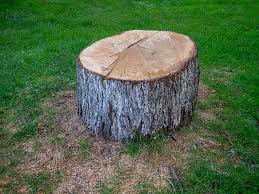 Best Fruit Tree Pruning  in North Springfield, VA