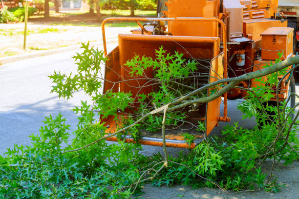 Best Lawn Mowing  in North Springfield, VA