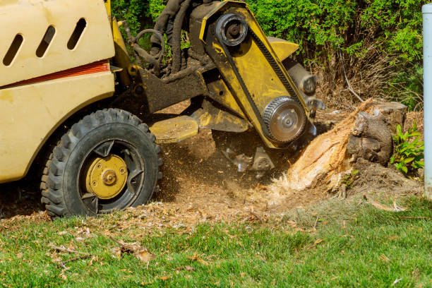 Best Lawn Maintenance Plans  in North Springfield, VA
