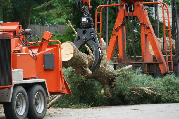Trusted North Springfield, VA Tree Services Experts