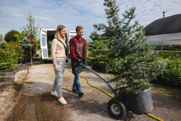 Best Root Management and Removal  in North Springfield, VA