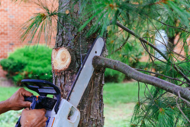 Best Palm Tree Trimming  in North Springfield, VA